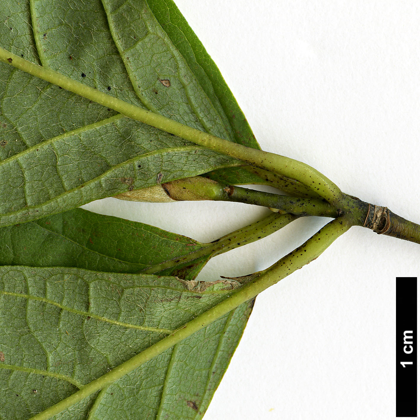 High resolution image: Family: Lauraceae - Genus: Lindera - Taxon: sericea - SpeciesSub: var. glabrata